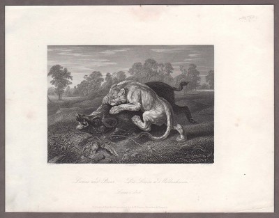 Охота львицы на кабана, 1850-е года.