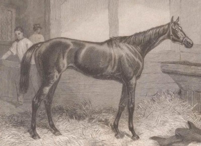 Скаковая лошадь, Коричневая Герцогиня(Brown Duchess), середина XIX века.