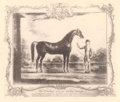 Легенды скачек XVIII века, Chesnut Arabian.