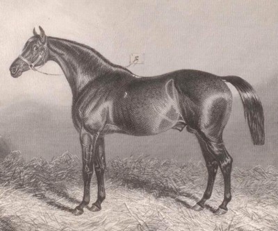 Скаковая лошадь, Дагоберт (Dagobert), середина XIX века.