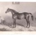 Скаковая лошадь, Дагоберт (Dagobert), середина XIX века.