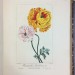 Цветы садовников, любителей и производителей, 1844 год.