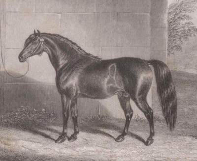 Скаковая лошадь, Франциско (Francisco), середина XIX века.