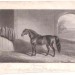 Скаковая лошадь, Франциско (Francisco), середина XIX века.