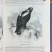  Книга птиц в 4-х томах, 1870-е года. Более 400 иллюстраций!