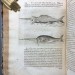 История Антильских островов, 1665 год. 44 гравюры!