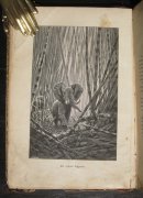 Африка. Иллюстрированный географический сборник, 1905 год.