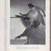 Русский балет Монте-Карло, 1943 год.