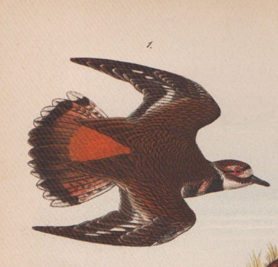 Зоология, птицы мира. Зуёк (ржанка), самец и самка, 1890 год. 