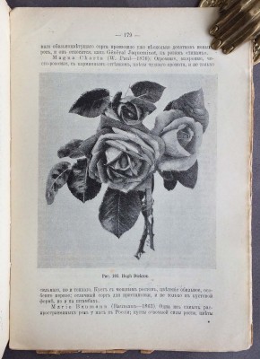 Десятов. Роза, 1915 год.