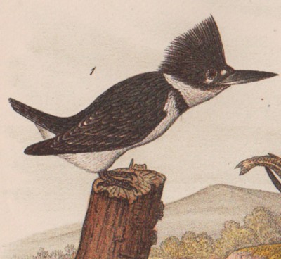 Зоология, птицы мира. Зимородок, самец и самка, 1890 год.
