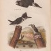 Зоология, птицы мира. Зимородок, самец и самка, 1890 год.