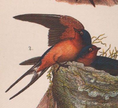 Зоология, птицы Пенсильвании. Ласточка, 1890 год.