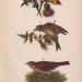 Зоология, птицы мира. Зяблик, воробей, 1890 год.