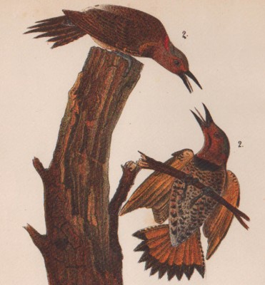 Зоология, птицы мира. Дятел, самец и самка, 1890 год. 