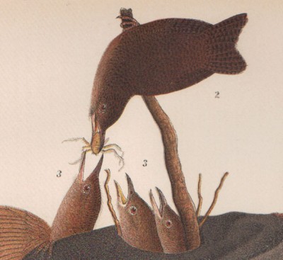 Орнитология. Птицы мира. Крапивник самец, самка и птенцы, 1890 год.