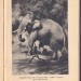 Киплинг. Слоновый тумай, 1937 год.