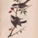 Орнитология. Птицы мира Синица, самец и самка, 1890 год.