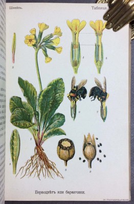 Шмейль. Человек, животные и растения, 1906 год.