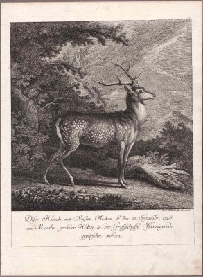 Ридингер [животный мир]. Олень, 1746 год.