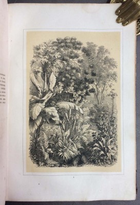 Шлейден. Растение и его жизнь, 1862 год.