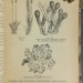 Манжен. Элементарная ботаника, 1899 год.