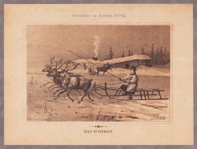 Русский север. Езда на оленях, 1890-е годы.