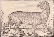 Ганс Рудольф Мануель. Леопард, 2-я половина XVI века.