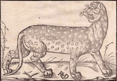 Ганс Рудольф Мануель. Леопард, 2-я половина XVI века.