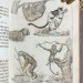 Естественная история животных, 1839 год.