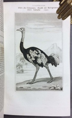 Бюффон. Естественная история в 9 томах, 1835-1836 года.