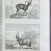 Бюффон. Естественная история в 9 томах, 1835-1836 года.