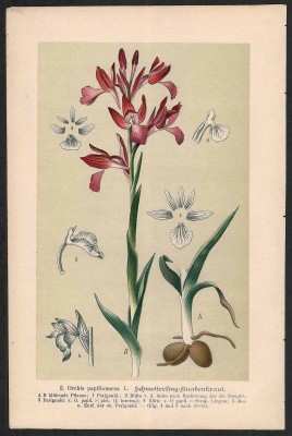 Орхидея. Антикварная литография.