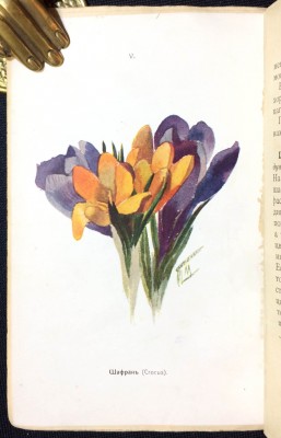 Кайгородов. Наши весенние цветы, 1916 год.