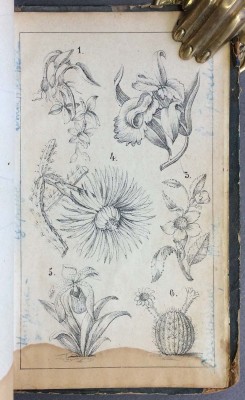 Лухманов. Выбор и содержание комнатных растений, 1870 год.