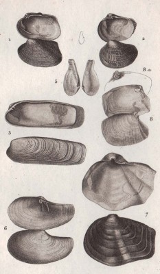 Морские ракушки, молюски, 1820-е года.