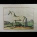  Белый Арабский скакун, 1733 год.