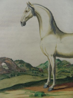 Белый Арабский скакун, 1733 год.
