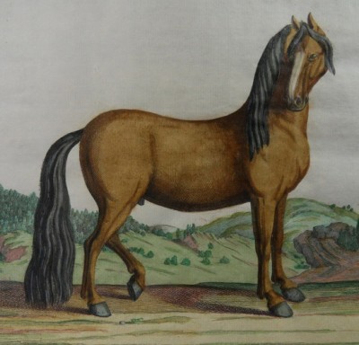 Немецкий жеребец, 1733 год.