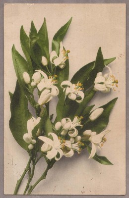 Белые лилии, 1908 год.